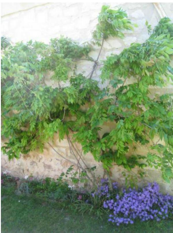 Le Clos de La Chapelle - Gîte Les Glycines Extérieur photo